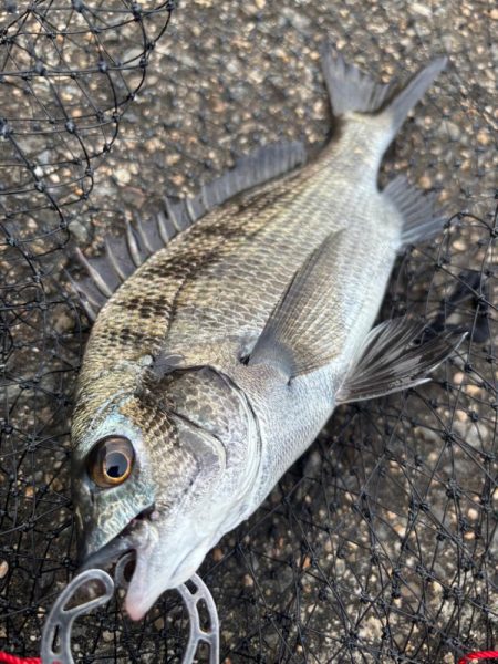 ヘチってきました