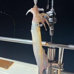 越前イカメタル