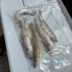 チャリコの猛攻でキスが釣れない！