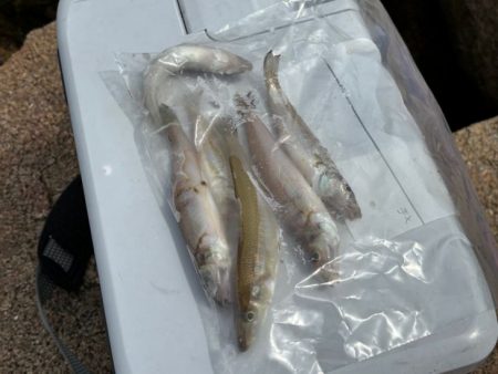 チャリコの猛攻でキスが釣れない！