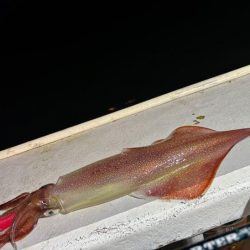 【鳥取イカメタル】今回も潮激流と激渋