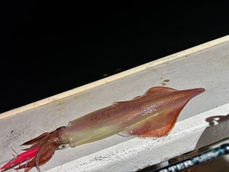 【鳥取イカメタル】今回も潮激流と激渋