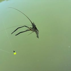 テナガエビ爆釣！虫エサよりもコスパが高く反応が良い餌！！