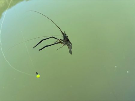 テナガエビ爆釣！虫エサよりもコスパが高く反応が良い餌！！