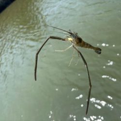 テナガエビ好調！満潮からの下げ狙いで高活性！