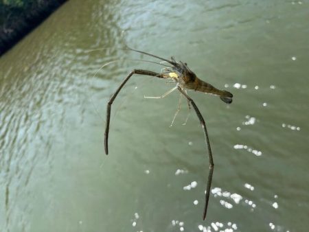 テナガエビ好調！満潮からの下げ狙いで高活性！