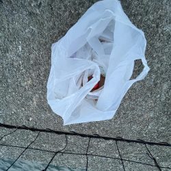 清掃活動：小サバの日