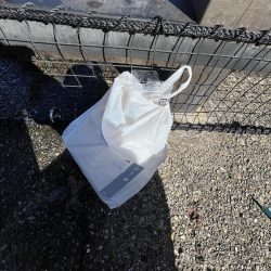 清掃活動：まだまだ豆アジ回遊中