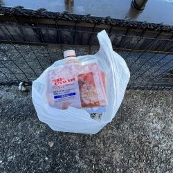 清掃活動：サビキ好調！