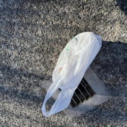 清掃活動：アジ渋い