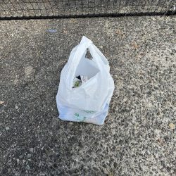 清掃活動：アジ渋い②