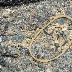 清掃活動：小浜新港ガラガラということは…