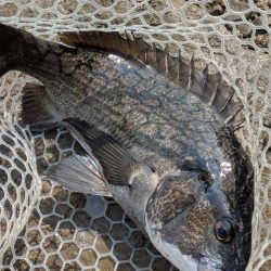 最上流域サイト&トップチニング