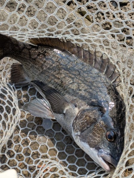 最上流域サイト&トップチニング