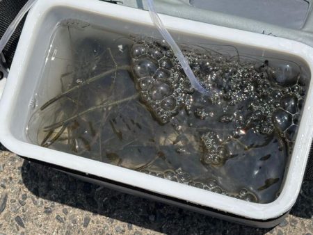 テナガエビ好調！満潮からの下げ狙いで高活性…