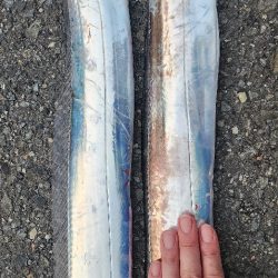 今年の和歌山は去年までとちゃう