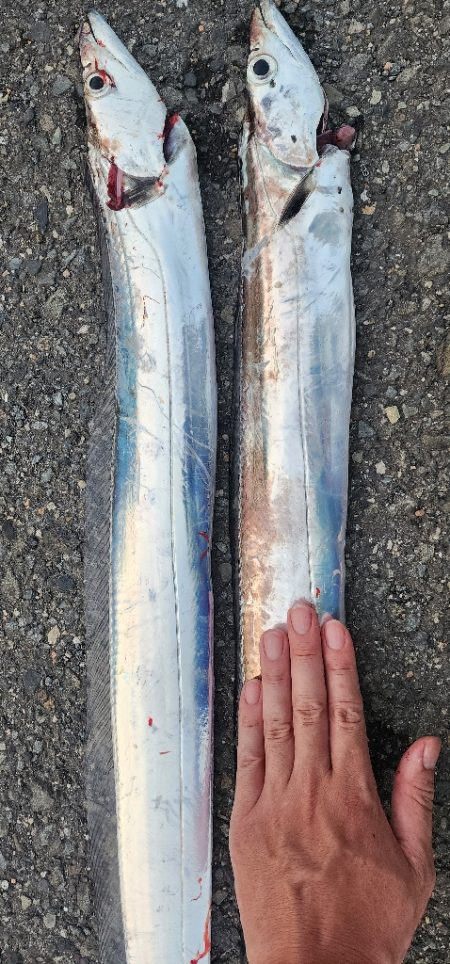 今年の和歌山は去年までとちゃう