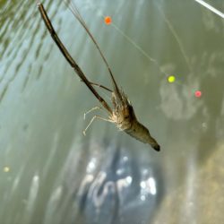 テナガエビ釣り｜潮位が高く居場所を探せず激渋！