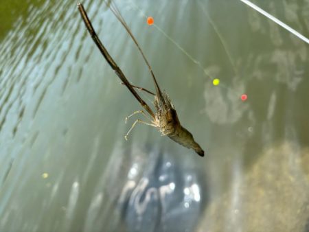 テナガエビ釣り｜潮位が高く居場所を探せず激渋！