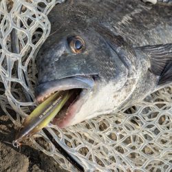 最上流域サイト&トップチニング