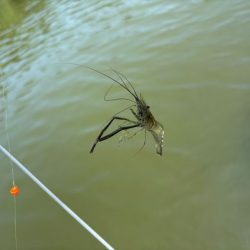 テナガエビ釣り｜潮位が高く居場所を探せず激渋！