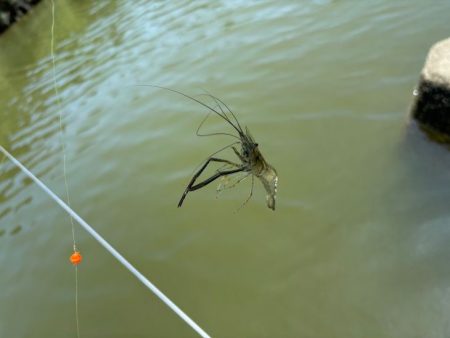 テナガエビ釣り｜潮位が高く居場所を探せず激渋！