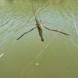 テナガエビ釣り｜潮位が高く居場所を探せず激渋！