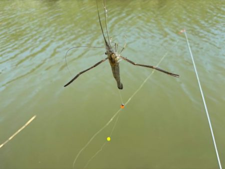 テナガエビ釣り｜潮位が高く居場所を探せず激渋！