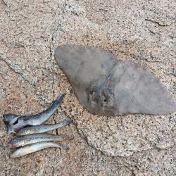 キス釣りなのに…。初めての外道。