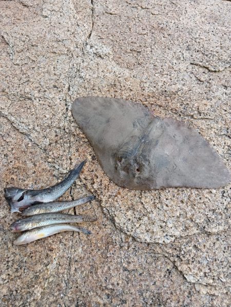 キス釣りなのに…。初めての外道。