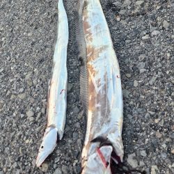 新人とベテラン