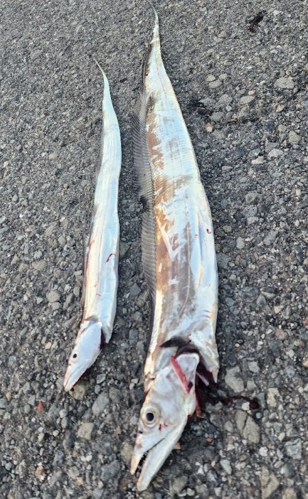 新人とベテラン