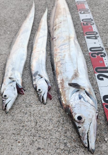 新人と大ベテラン