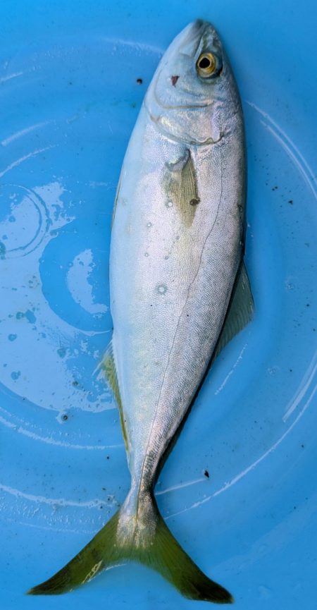 隠岐の島釣行初日