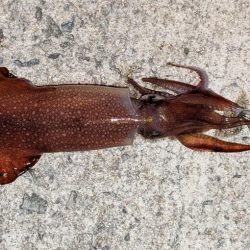 隠岐の島釣行３日目