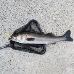 隠岐の島釣行4日目