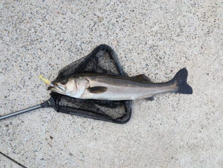 隠岐の島釣行4日目