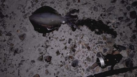 続、新子調査！