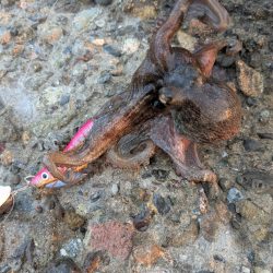 タコさん釣れました