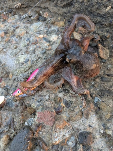 タコさん釣れました