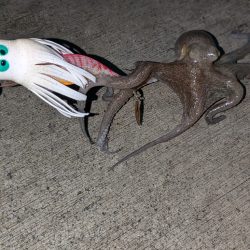 山の日やけど、タコ釣り〜