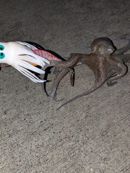 山の日やけど、タコ釣り〜