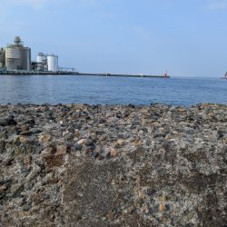 朝活、タコさん、全員安打〜