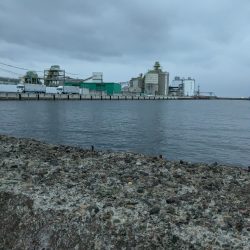 タコさん、ええやん!ええやん!