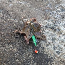 朝活タコさん、全員安打〜