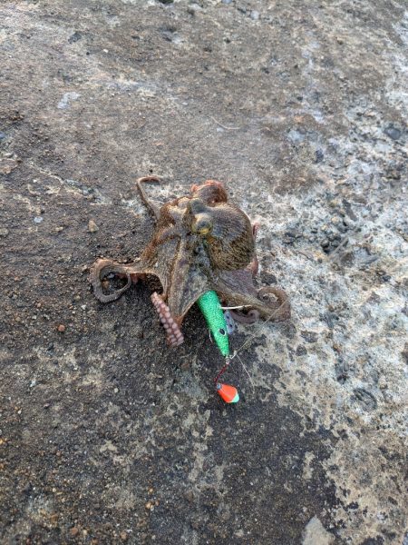 朝活タコさん、全員安打〜