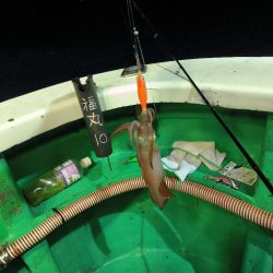 楽しいイカメタル