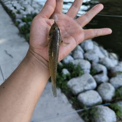 武庫川ハゼ釣り調査