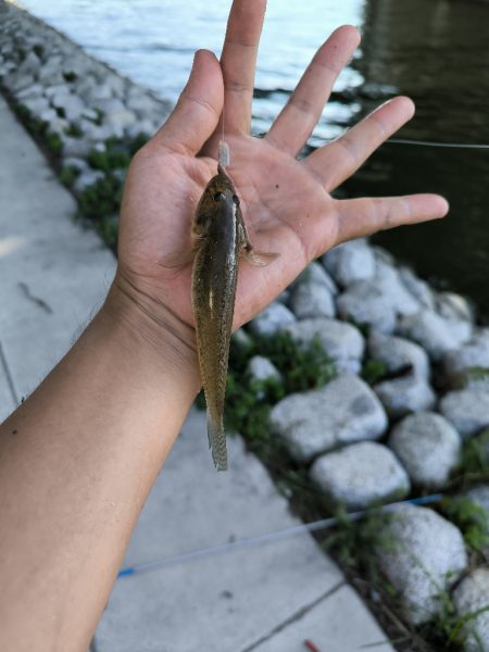 武庫川ハゼ釣り調査