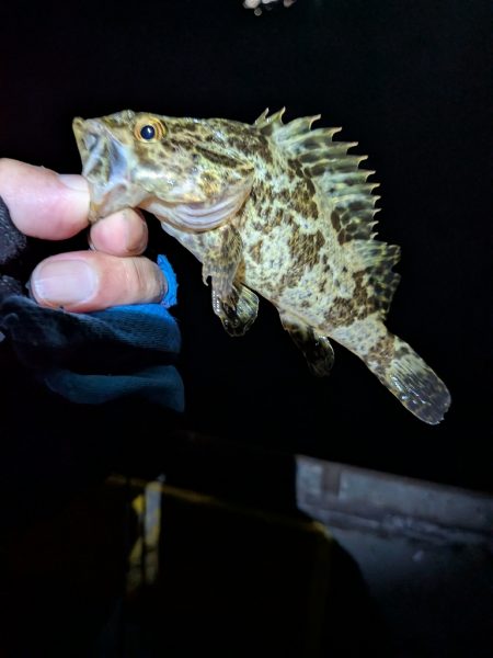 サイズを求めて